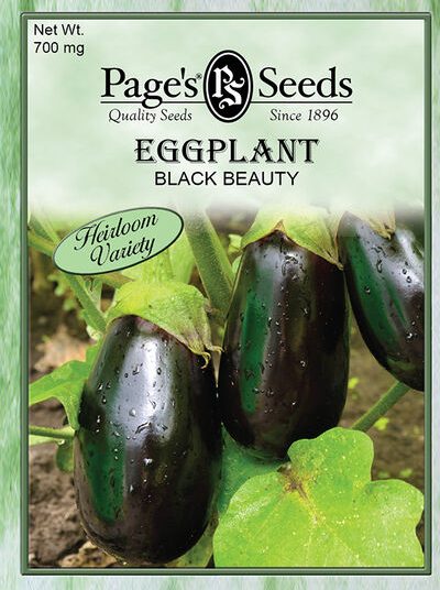 Eggplant Black Beauty