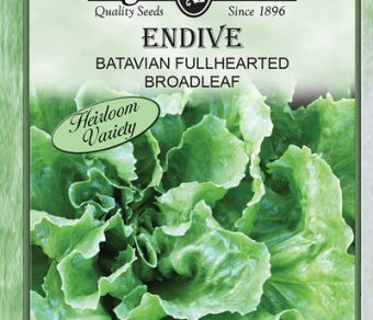Endive Batavian Fullhearted Broadleaf