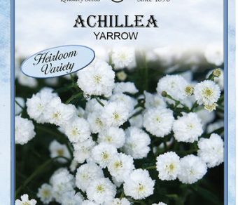 Achillea