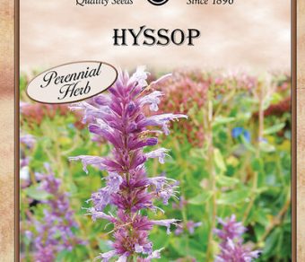 Hyssop