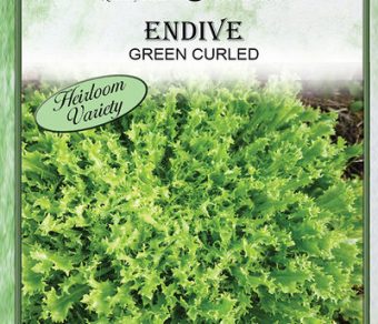 Endive Green Curled