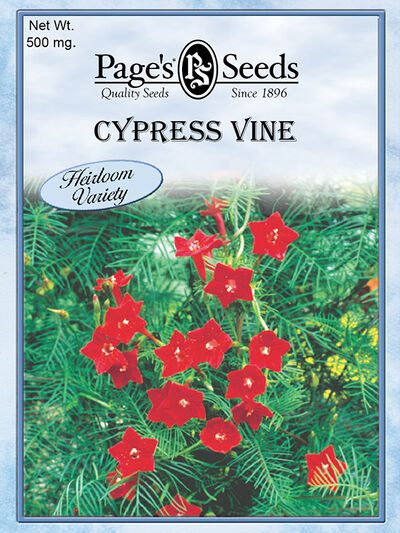 Cypress Vine