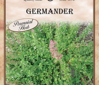 Germander