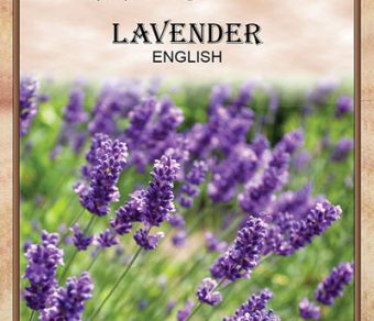 Lavender