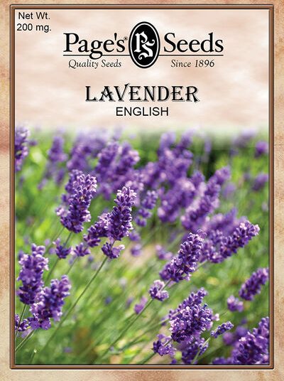 Lavender