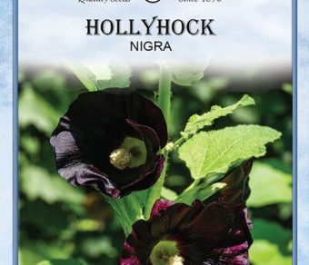 Hollyhock Nigra