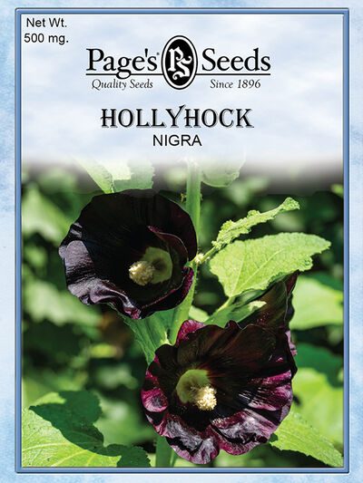 Hollyhock Nigra