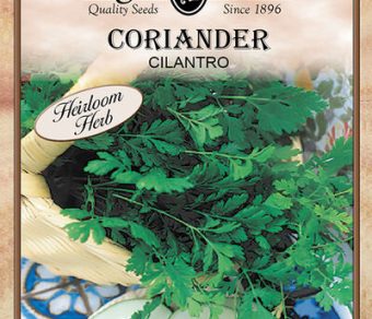 Coriander Cilantro
