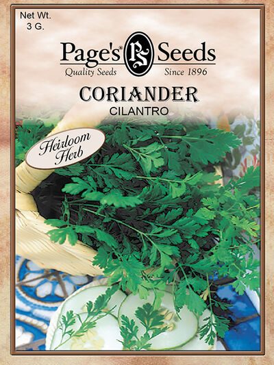 Coriander Cilantro