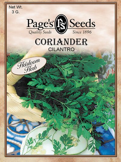 Coriander Cilantro