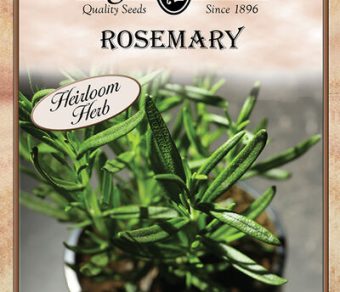 Rosemary