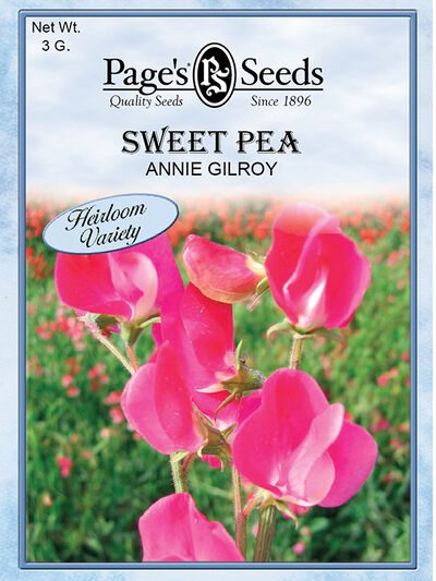 Sweet Pea Annie Gilroy