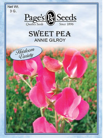 Sweet Pea Annie Gilroy