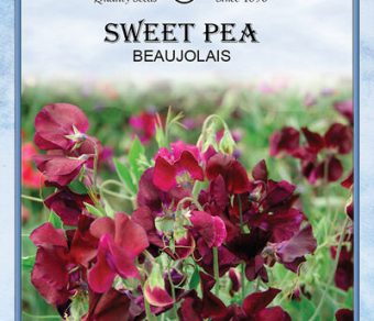 Sweet Pea Beaujolais