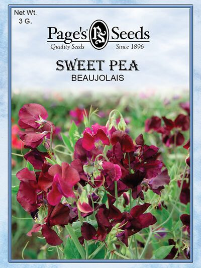 Sweet Pea Beaujolais