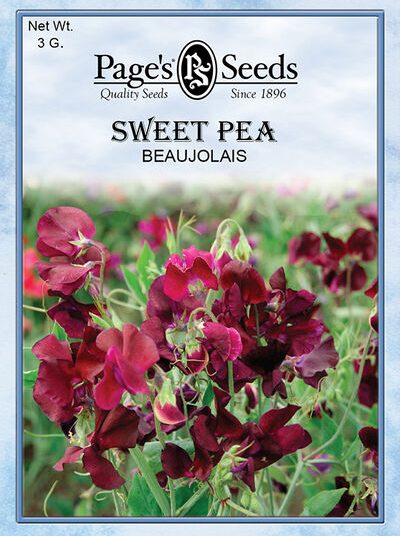 Sweet Pea Beaujolais