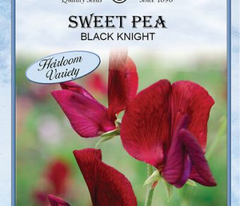 Sweet Pea Black Knight