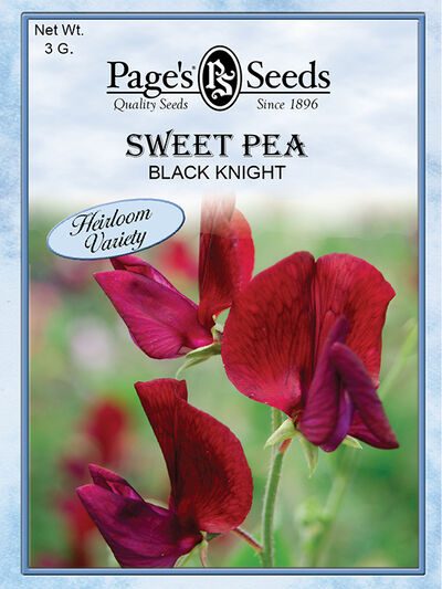 Sweet Pea Black Knight