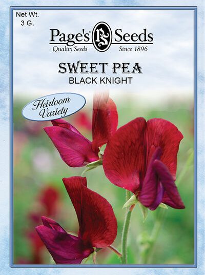 Sweet Pea Black Knight
