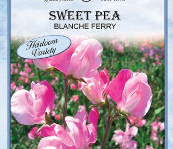 Sweet Pea Blanch Ferry