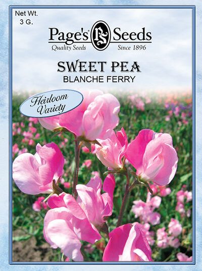 Sweet Pea Blanch Ferry