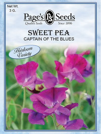 Sweet Pea Captain of the Blues