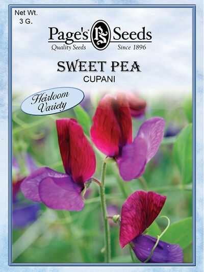 Sweet Pea Cupani