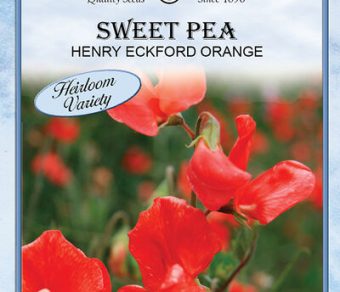 Sweet Pea Henry Eckford Orange