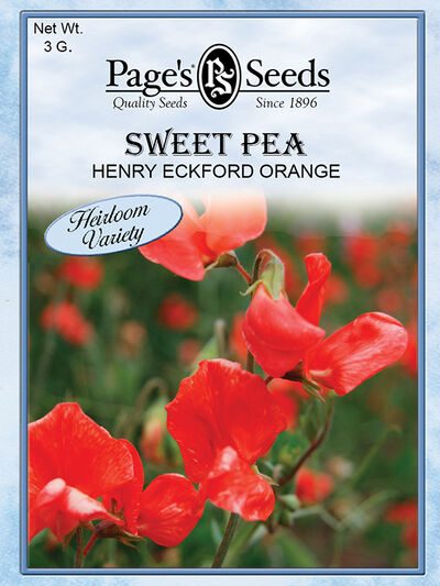 Sweet Pea Henry Eckford Orange