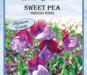 Sweet Pea Indigo King