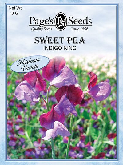 Sweet Pea Indigo King