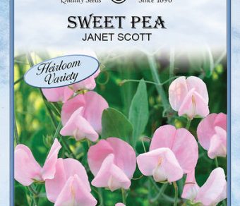 Sweet Pea Janet Scott