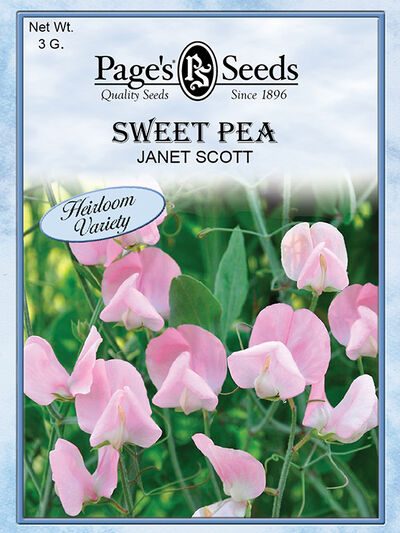 Sweet Pea Janet Scott