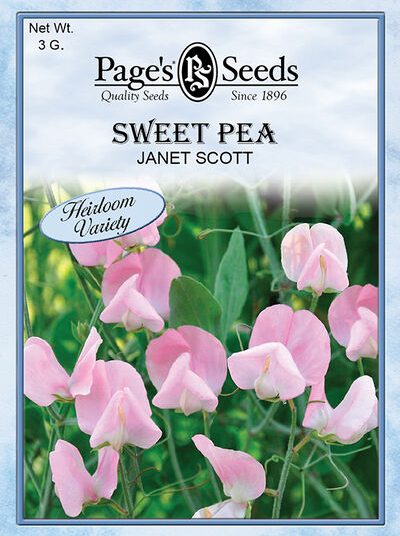 Sweet Pea Janet Scott