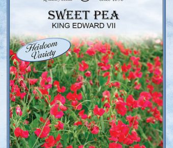 Sweet Pea King Edward VII