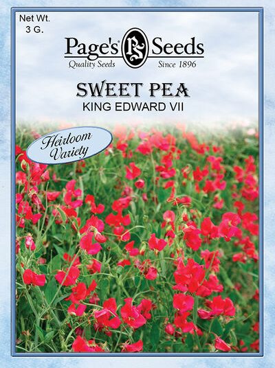 Sweet Pea King Edward VII