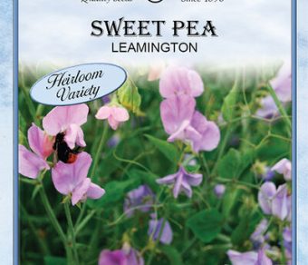 Sweet Pea Leamington