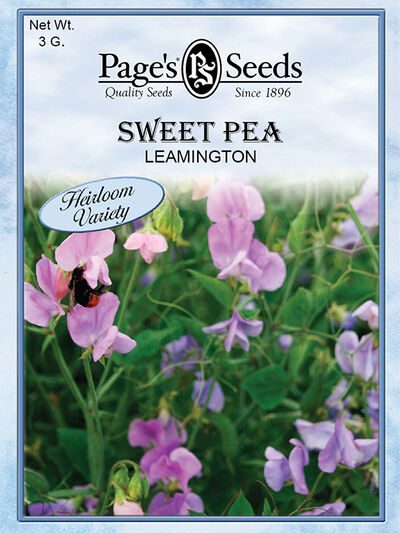Sweet Pea Leamington