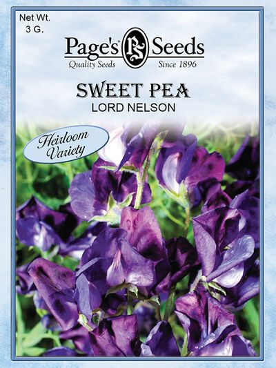 Sweet Pea Lord Nelson