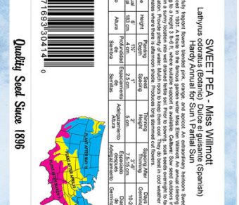 Sweet Pea Miss Willmott