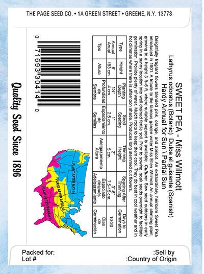 Sweet Pea Miss Willmott