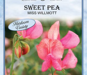Sweet Pea Miss Willmott