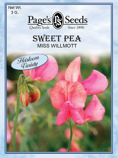 Sweet Pea Miss Willmott