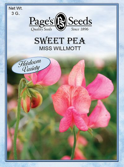 Sweet Pea Miss Willmott