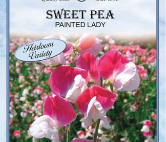 Sweet Pea Painted Lady