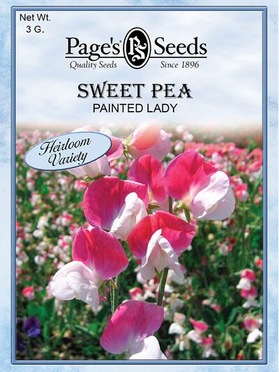 Sweet Pea Painted Lady