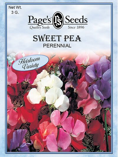 Sweet Pea Perennial