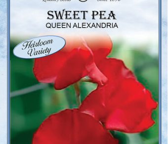 Sweet Pea Queen Alexandria