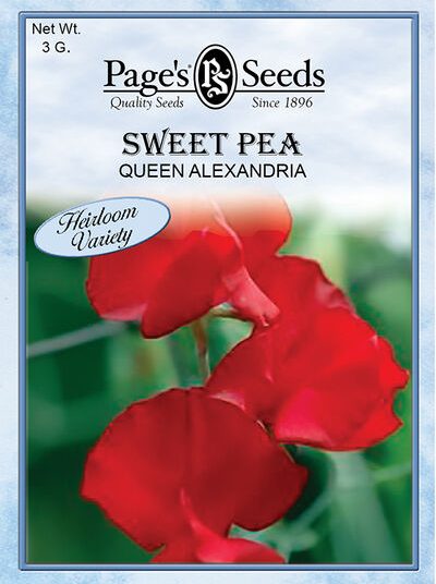 Sweet Pea Queen Alexandria