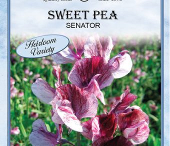Sweet Pea Senator